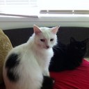 laurel Smith - @calsmith3002 - Twitter