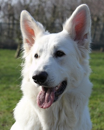 Við erum Spike og Charley, Charley er 4 ára og Spike er 2 ár. Saman upplifa í villtur ævintýrum! í myndinni er Charley