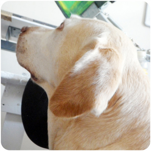 CleoLabrador's profile picture. 