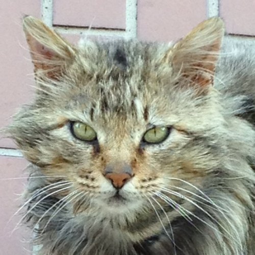 gauloises117's profile picture. 