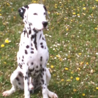 alynlala's profile picture. 