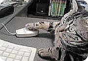 PC大好きな猫です。よろしくお願いします