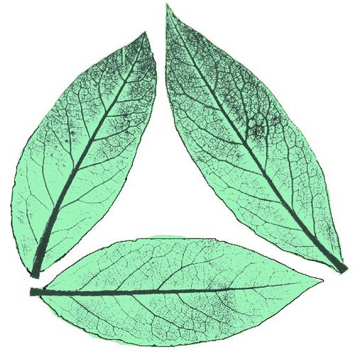 De enige kwekerij van Laurus nobilis in Nederland, die u als sierplant in potten kunt gebruiken, maar waarvan u ook het laurierblad in de keuken gebruikt.