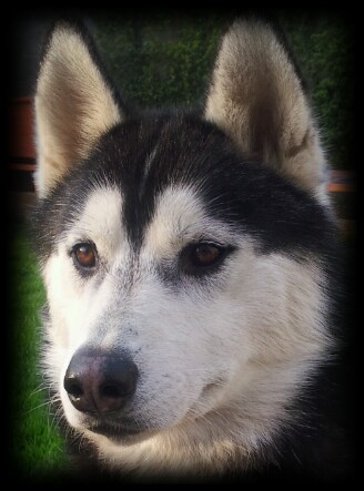 Shadow_Husky's profile picture. 2 Year Old Irish #SiberianHusky. 
#Woof #S735
