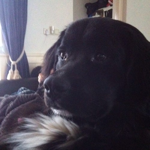 ilse_fransen's profile picture. 