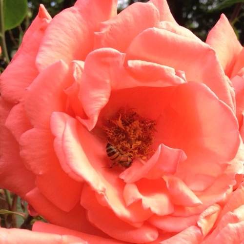 EfeTftHfhFff's profile picture. 