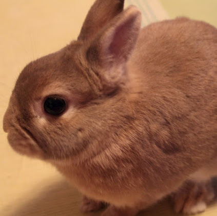 うさぎ飼い 「うさびより」の写真担当