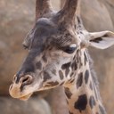 Patrick Kee - @ozzie_go - Twitter