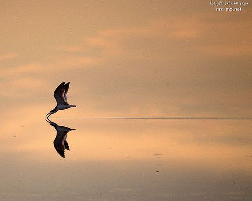 the_dream_17's profile picture. 