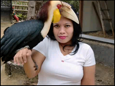 DhBing's profile picture. Mencari teman