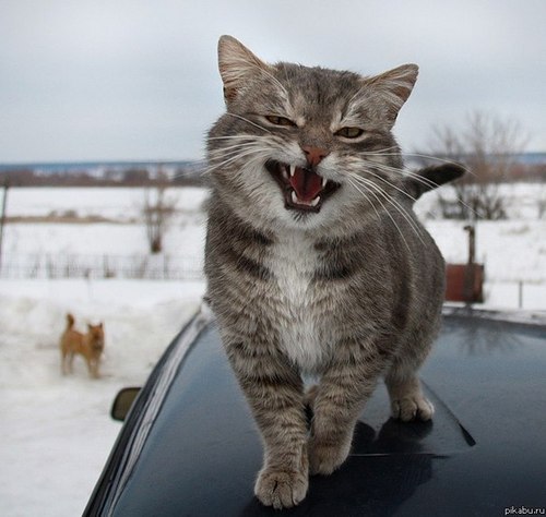 xhoroshox's profile picture. http://t.co/piMgrKxncp