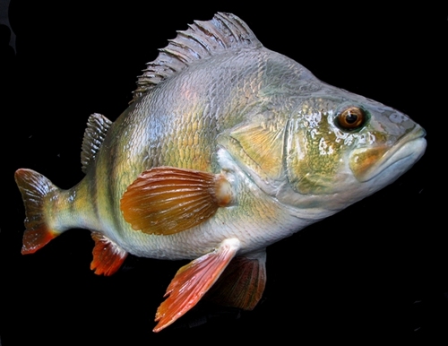 An Artist producing life like fish replicas working from Northumberland. Providing a modern alternative to Fish taxidermy. Great for catch and release