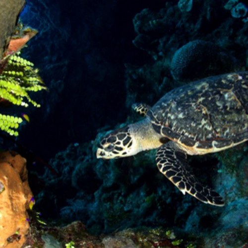 dophile's profile picture. 