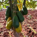 mary chege - @mcwaithera - Twitter