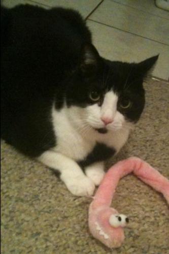 EvilMitty's profile picture. I'm a sassy kitten with EVIL planz....I have a brother named Jackson and my #1 ambition in life is to bite his bootayyyy.Luv to mess wif my Momma....;)