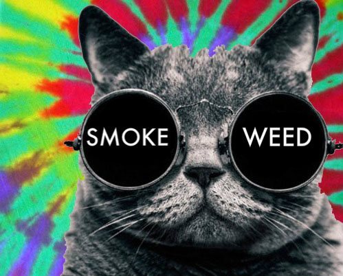 TheMaryJane_'s profile picture. weed, cats & tattoos