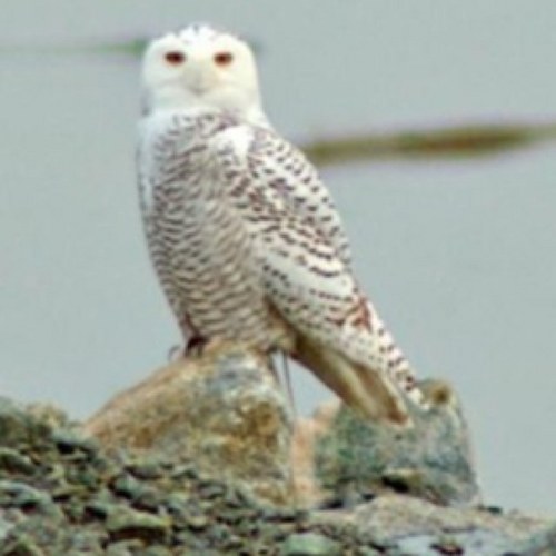 Mistsofavalon28's profile picture. 