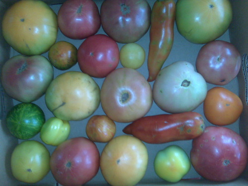 kjgreens's profile picture. Small specialty produce farm providing heirloom tomatoes, micro-greens, herbs, baby/standard veggies to the hottest restaurants in #CLE & beyond! DM us 4 info!