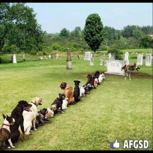 FunnyPics_Daily's profile picture. 