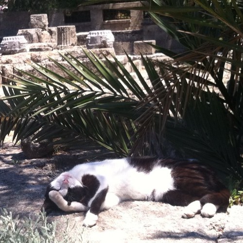 tomokonao's profile picture. 🇯🇵→🇭🇰→🇯🇵→🇬🇷 エーゲ海 ロードス島、 タベルナMAMA SOFIA→クラフトビール屋Beerõkouto、 日本語教師、息子は8歳