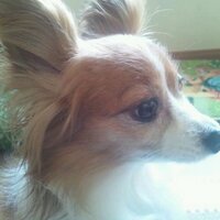 show_kyo_to (@suayuko) 's Twitter Profile