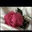 hayaa091's profile image