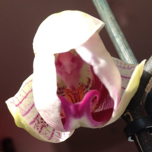 filippobegnini's profile picture. 