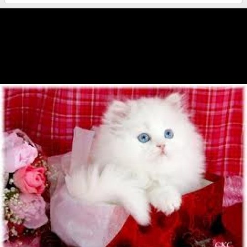 jolia_w's profile picture. 