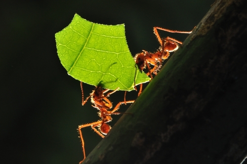 Entomologist, pollination research in New Zealand and Australia. Everyone should have a favourite bug!