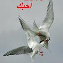 ابوياسر (@0564706053) Twitter