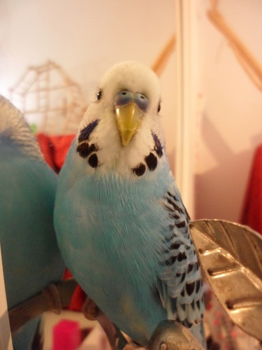 Girl who loves budgies! 7 budgies *Cheep* Pambi, Fluffy, Honey, Lemon, Zuki, Jack and Castiel,