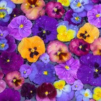 Nollaigin Ni hAonghusa (@noelledesu) 's Twitter Profile Photo