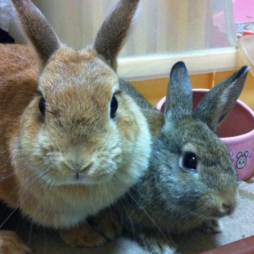 tduyoko's profile picture. 