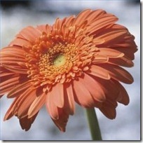 Identify your problems, but give your power and energy to solutions.-TonyRobbins
