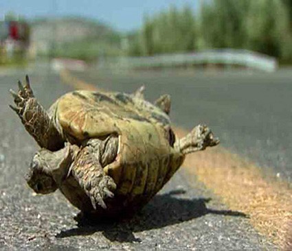 CrappyWisdom's profile picture. 