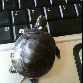 Tank_the_Turtle's profile picture. Philanthropist, Visionary, Philosopher, Eastern Painted Turtle.