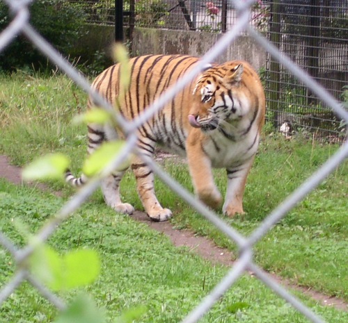 Socially aware male tiger, equality, diversity, dignity, human rights, Green issues, socialism, education, opportunity, encouragement, a better society.