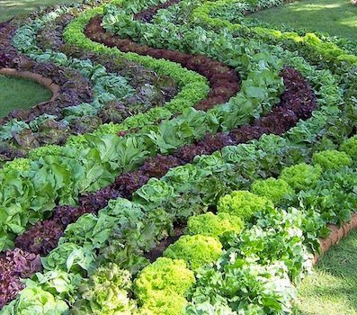 Lettuce Connect and Grow Radishly different things together. Tweets by @ohegarty.