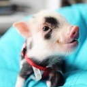 Larry la Marmotte - @LarryLePorcin - Twitter