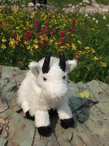 A small ungulate on a big adventure.