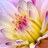 _LucyS's profile image