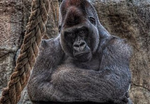 sixthsense169's profile picture. stock trader, sports fan,