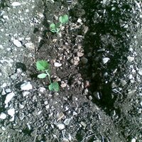 金繕い (@goldenrepair) 's Twitter Profile