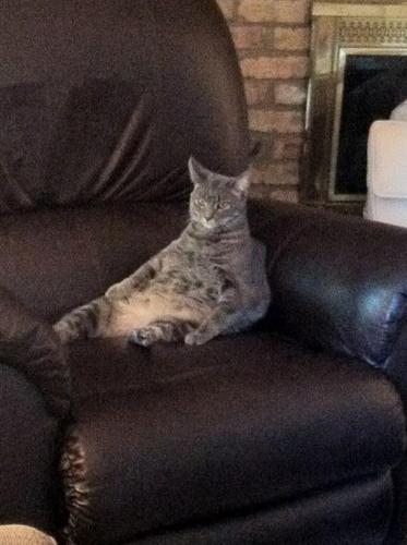 fatlulaprobz's profile picture. Fattest cat in the household.