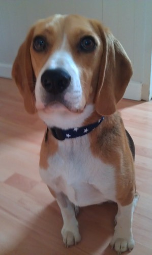I'm a lively beagle, living in the Northwest UK. I was born on 13th Sept 2010. I love other dogs, my dad and mum, food, rolling in poo and meeting everything