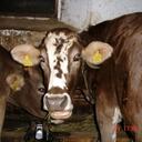 Barbara Held - @Griseldis - Twitter