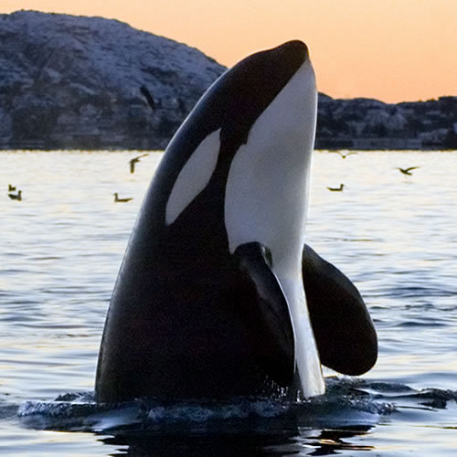 Your Vancouver Island trip, powered by local know-how.
Trip tips, stays, blogs & guides updated weekly.
🔗 https://t.co/bqMuzw8LFd | #VancouverIslandDotCom