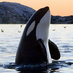 VancouverIsland.com (@vanislevacation) Twitter profile photo VancouverIsland.com (@vanislevacation) Twitter profile photo