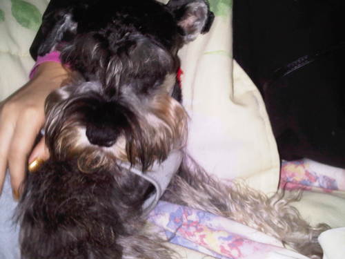 etlmarie's profile picture. all you need is love and a dog!