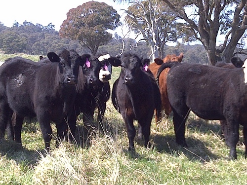 5th Gen Aussie Beef & Fine Wool Producer, Horse Lover, Ask an Aussie Farmer. Passionate about Agriculture!